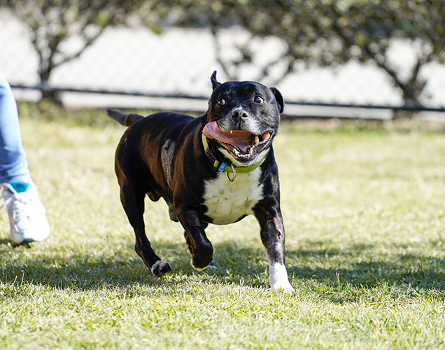 freddie the staffy makes a full recovery rspca queensland 2019